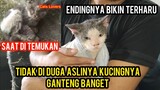Mengharukan Kucing Scabies Keliling Kampung Minta Tolong Di Obati Sekarang Sudah Sembuh..!