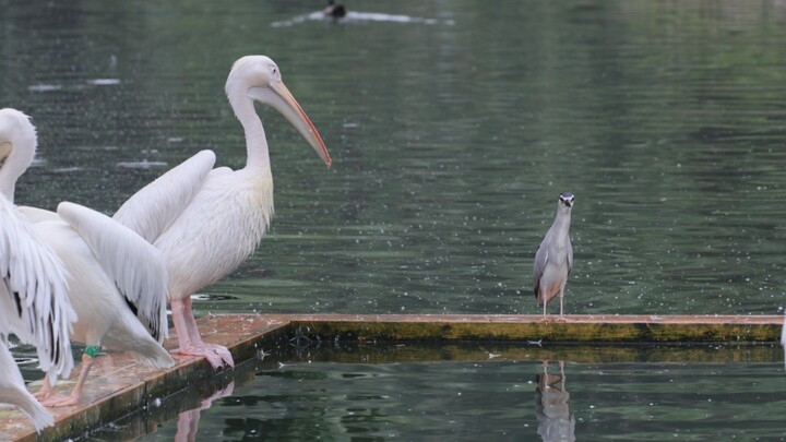 Ôi~ thật nhiều chú bồ nông mập mạp mũm mĩm 😚 Khoan đã… cậu là…?