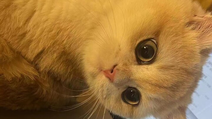 Cat, but frog