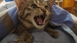 Kucing|Kucing Dragon Li yang Berusia Dua Bulan