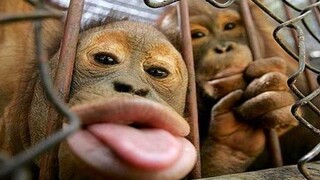 หัวเราะกับสัตว์เลี้ยงดีๆ 🤣🤣 - สัตว์น่าขบขันกว่าที่คิด