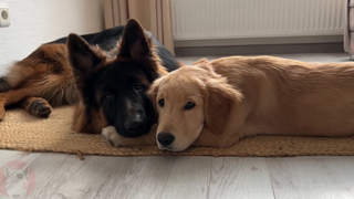 Anak anjing Golden Retriever dan Anjing Gembala Jerman merupakan teman tidur siang yang paling manis
