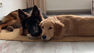 Golden retriever puppies and German Shepherds make the sweetest nap companions.