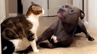 Pittie Dogs Who Love A Cute Kitty Since The Moment They Met - CATS AND DOGS Friendship