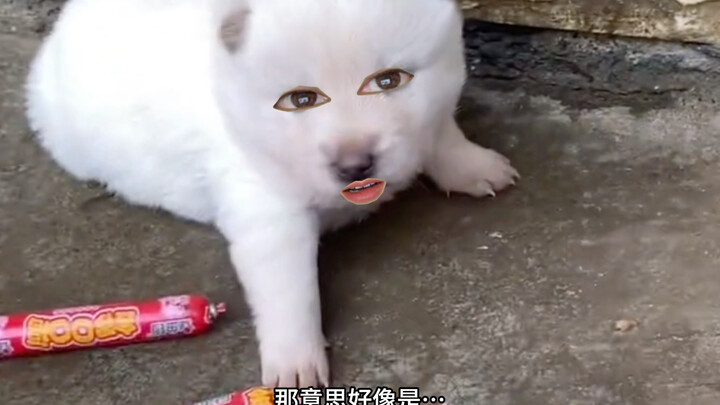 Puppy: Huh? This...