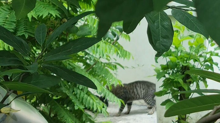 Cat fighting 😆