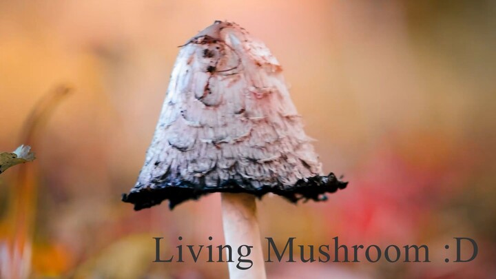 Living Mushroom