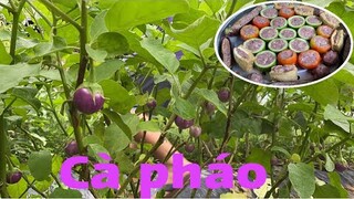 LẠI THÊM MỘT MÓN NGON TỪ CÀ TÍM & CÀ PHÁO /LONG KHÁNH QUÊ EM-PP