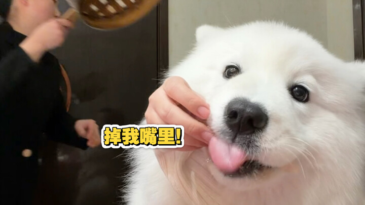 Khi tôi dắt hai chú cún con đi ăn tiệc