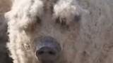 [Humor]Kumpulan Video Lucu: Bulu Domba Bisa Tumbuh di Babi