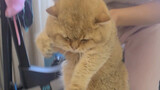 [Động vật] Cân cho hai chú mèo trong nhà!