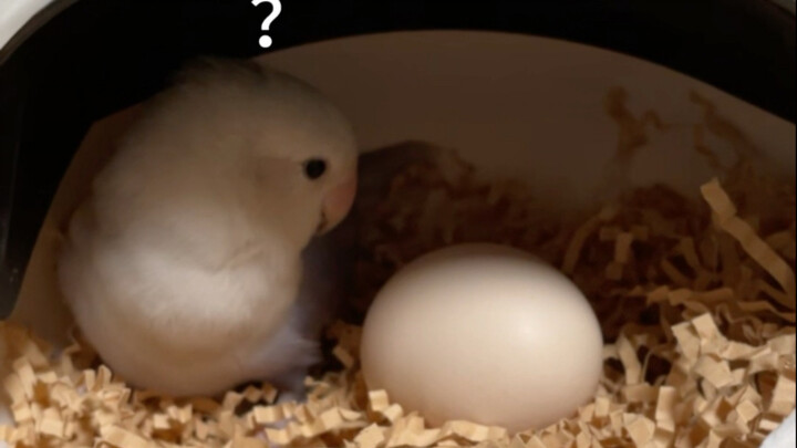 ธานอส: ? นี่ฉันเป็นคนลงเหรอ?