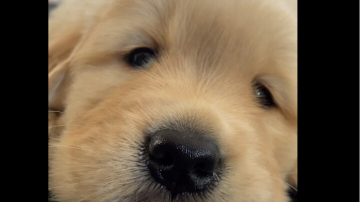 เจ้าหมาโกลเด้นตั้งแต่เด็กก็เป็นตัวอ้อนตลอดเลย