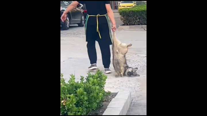 Dog: Hey, give me some peanuts.