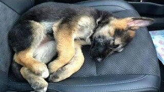 วิดีโอ German Shepherd ที่สนุกและน่ารักที่สุด - วิดีโอลูกสุนัข 2020