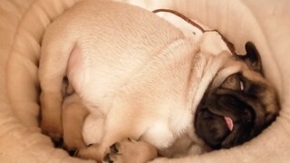 Bagi anjing yang ingin tidur 20 jam sehari, pug menggemaskan dengan 30 juta tayangan di YouTube hadi