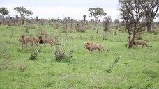 National Geographic Short Documentary On African Wildlife Animals