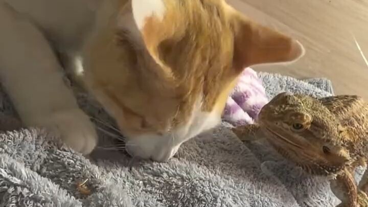 Good thing it’s a cold-blooded animal; it doesn’t get high blood pressure.