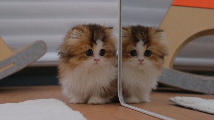 แมวโง่ส่องกระจกครั้งแรก