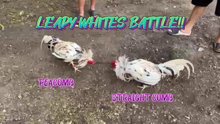 Leapy White Peacomb VS Leapy White Straight Comb            JRP Gameyard