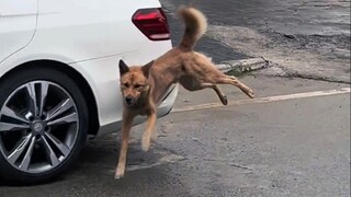 All martial arts in the world, speed is invincible