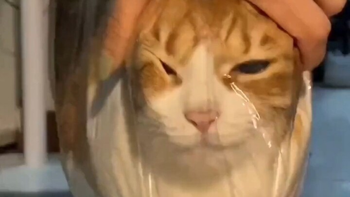 แมวน้อยนี่ทำจากน้ำรึเปล่านะ???!!!!!!