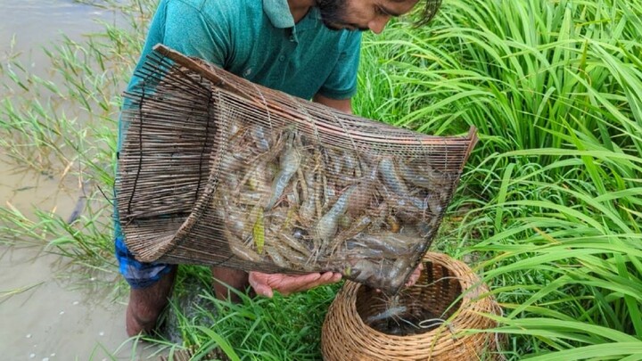 বিলে বৃষ্টির পানিতে চিংড়িমাছ ধরা|Shrimp fishing in rainy season|Natural Fishing