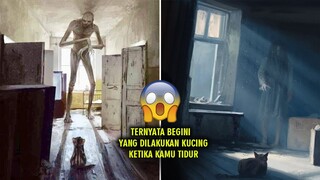 KAMU HARUS TAU !!! 7 Mukjizat Kucing Yang Jarang Diketahui Banyak Orang.