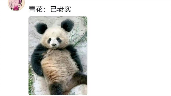 Ai cũng nói gấu trúc không có đẹp xấu gì cả hahahahahaha, có mấy con gấu trông cứ buồn cười thật ấy.