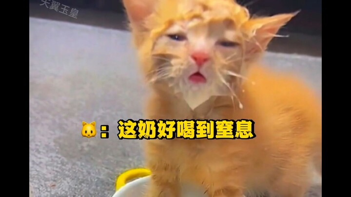 A roundup of cats’ baffling antics—hahaha! You’ve got me laughing so hard I can’t catch my breath!
