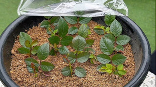 In spring, don't buy anything—especially not flowers—because they'll easily root from cuttings anywa