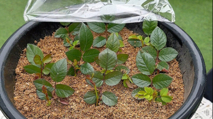 In spring, don't buy anything—especially not flowers—because they'll easily root from cuttings anywa