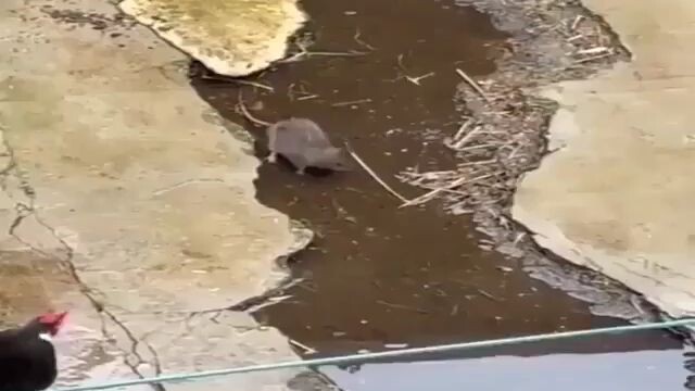 Master Rooster vs. Evil Rat