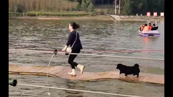 Anak anjing mengikuti tuannya menyeberangi jembatan apung; langkahnya yang stabil dan gerakan berula