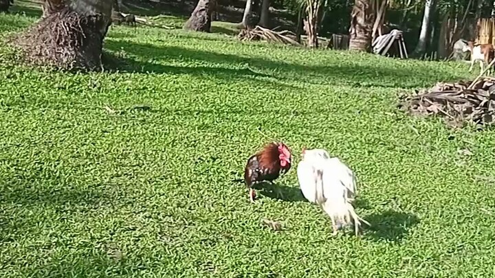 Stag First Break 🐔