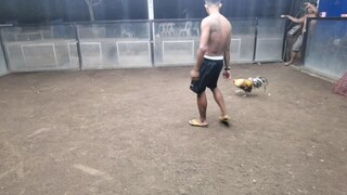 White vs bulik
