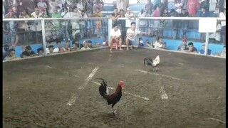 jackDgreatGF buyugin vs engr. Magpansay