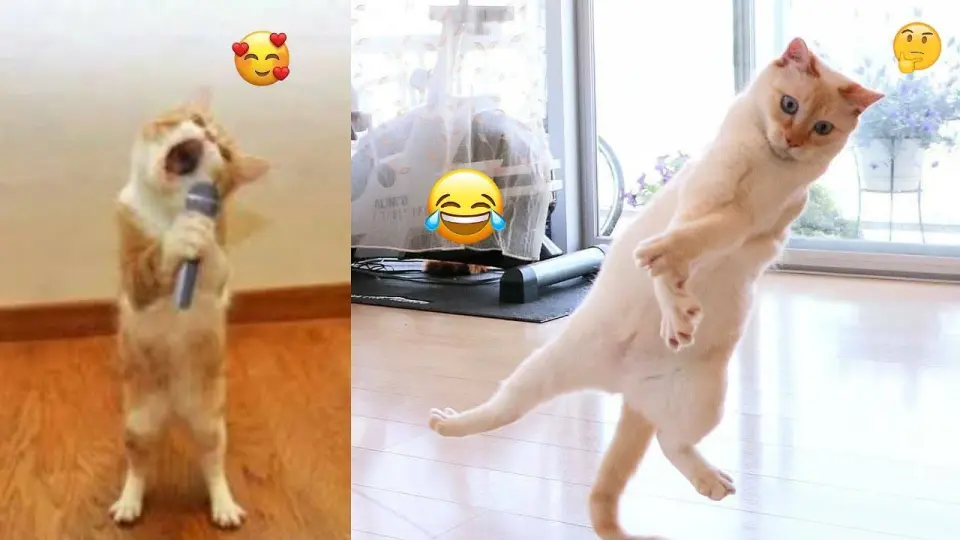 Baby Cats - Cute and Funny Cat Videos Compilation # 2 funny cats - Bilibili Baby Cats - Cute and Funny Cat Videos Compilation # 2 funny cats - Bilibili