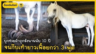 บุกช่วยม้าถูกขังนานนับ 10 ปี จนกีบเท้ายาวกว่า 3 ฟุต | Dog's Clip