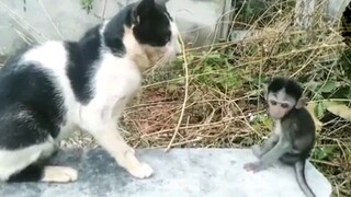 Cat Playing with Monkey Macaque #treerat by #KarenMafia