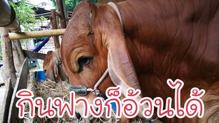 #สูตรวัวอ้วนแบบภูมิปัญญาชาวบ้าน