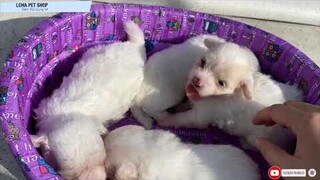 Chó con dễ thương sủa inh ỏi khi được tắm nắng Puppies Barking