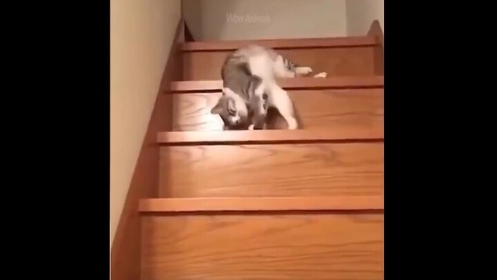 Có thể bớt nghịch được không boss ơi :(((