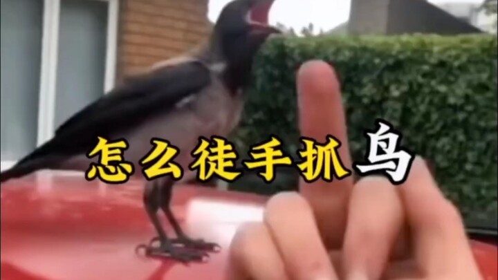 Sudah paham belum? Begini caranya menangkap burung dengan tangan kosong #MenangkapBurungDenganTangan