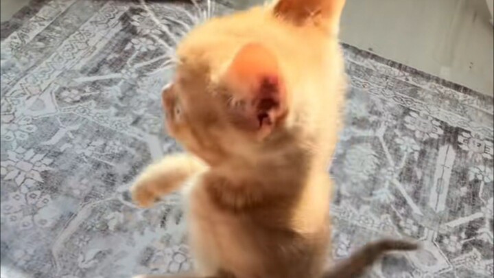 POV: You Live With a Cat 😺