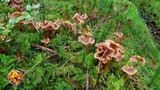 เก็บเห็ดมันปูดำ #นอร์เวย์ | Picking wild mushrooms in Norway | Traktkantarell