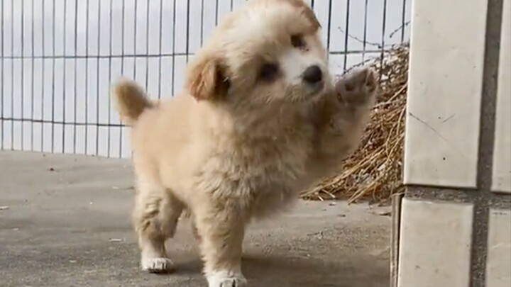 Anjing kampung memang yang paling menggemaskan!
