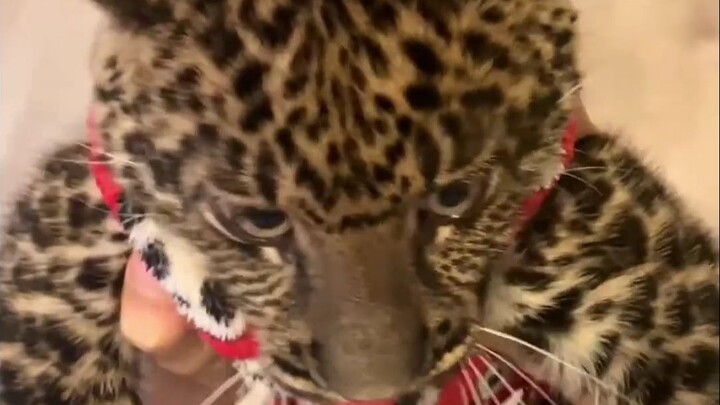 Chia sẻ kiến thức khoa học: 8 loài “báo” khác nhau – bạn thích loài nào nhất?