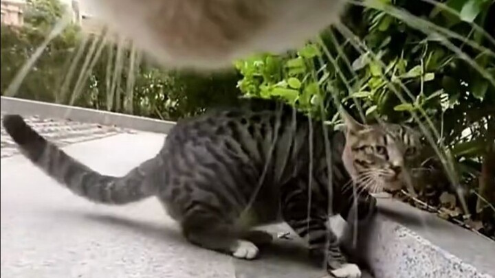 This is the first time I’ve ever seen a calico cat get bullied this badly.