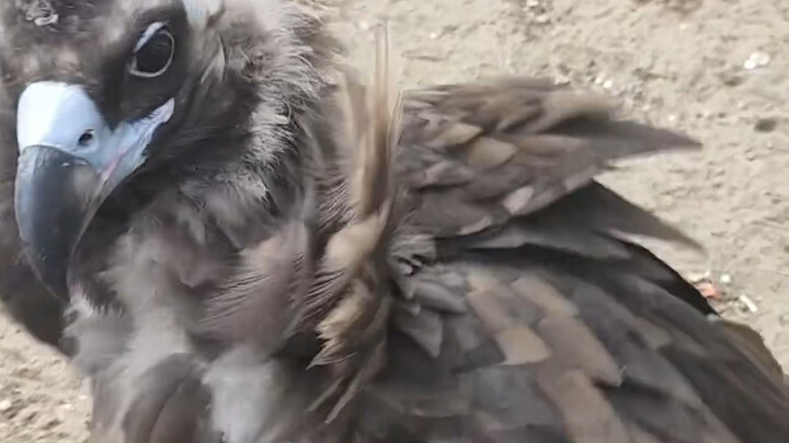 Vultures won’t eat live mice and end up squaring off with the zookeeper.